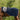 Couverture d'équitation Waldhausen Modern Rosé